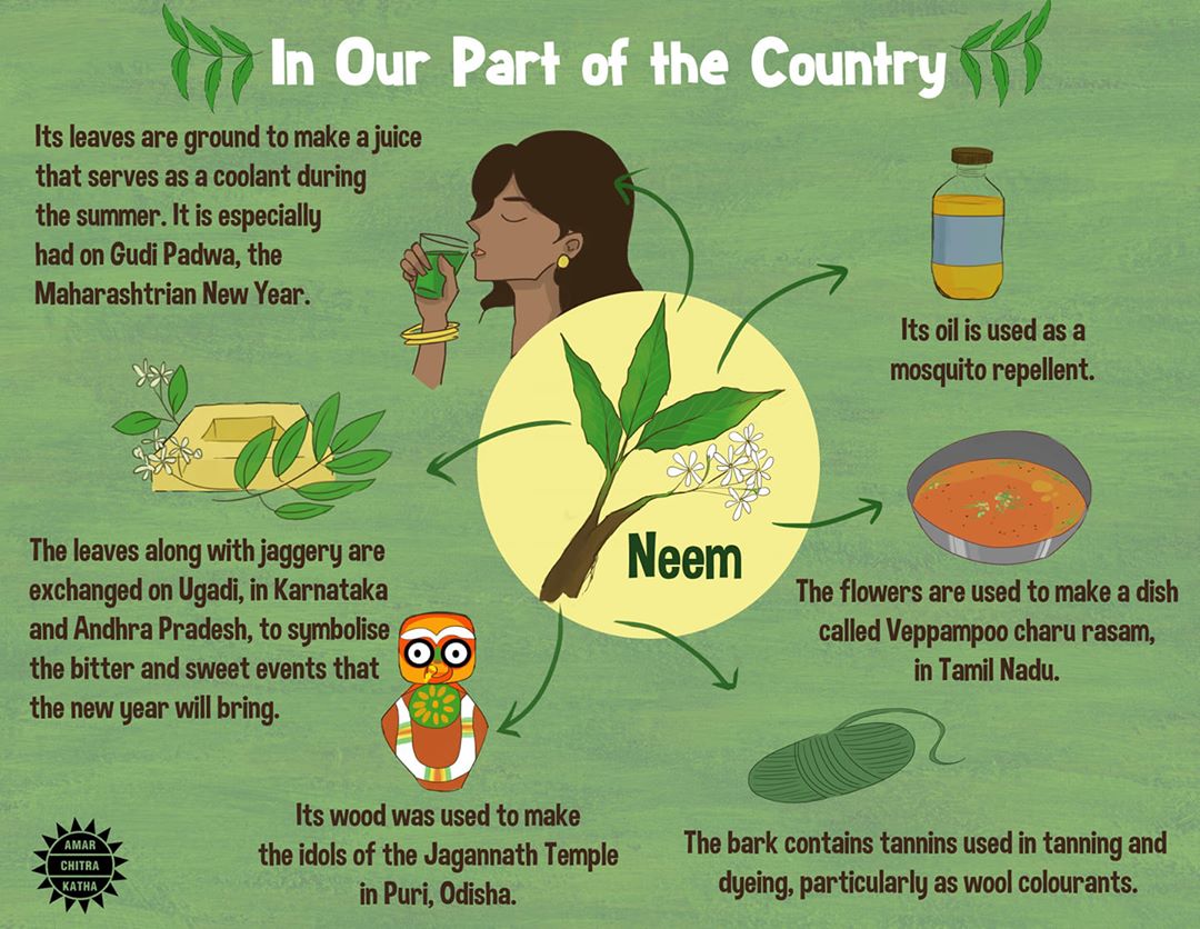 Neem Tree Benefits Tagalog at Barbara Hale blog